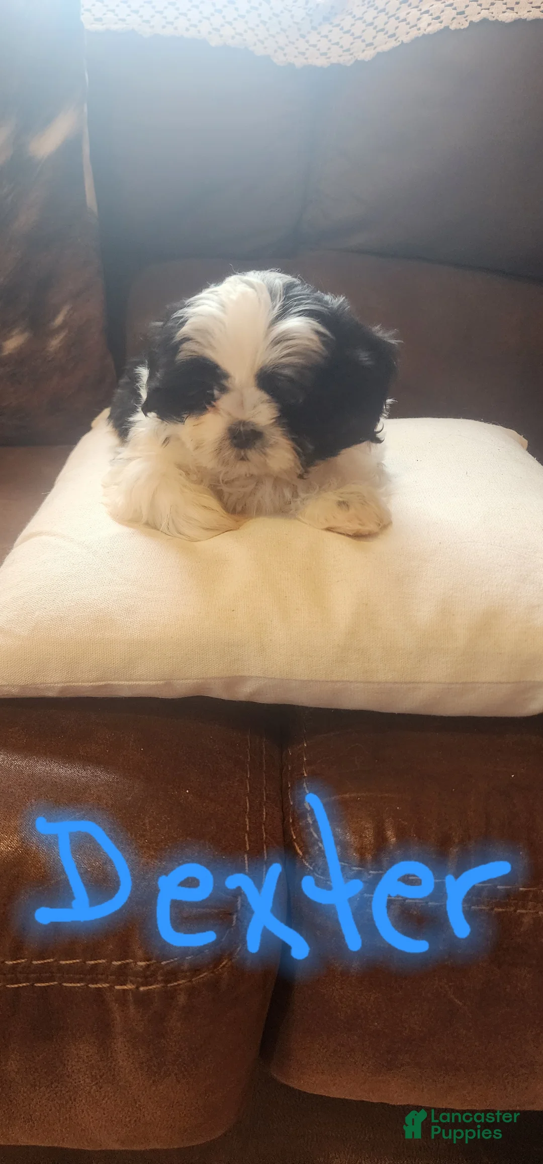 Shih Tzu dogs for sale: Shih Tzu Puppy 2 - Ad 3