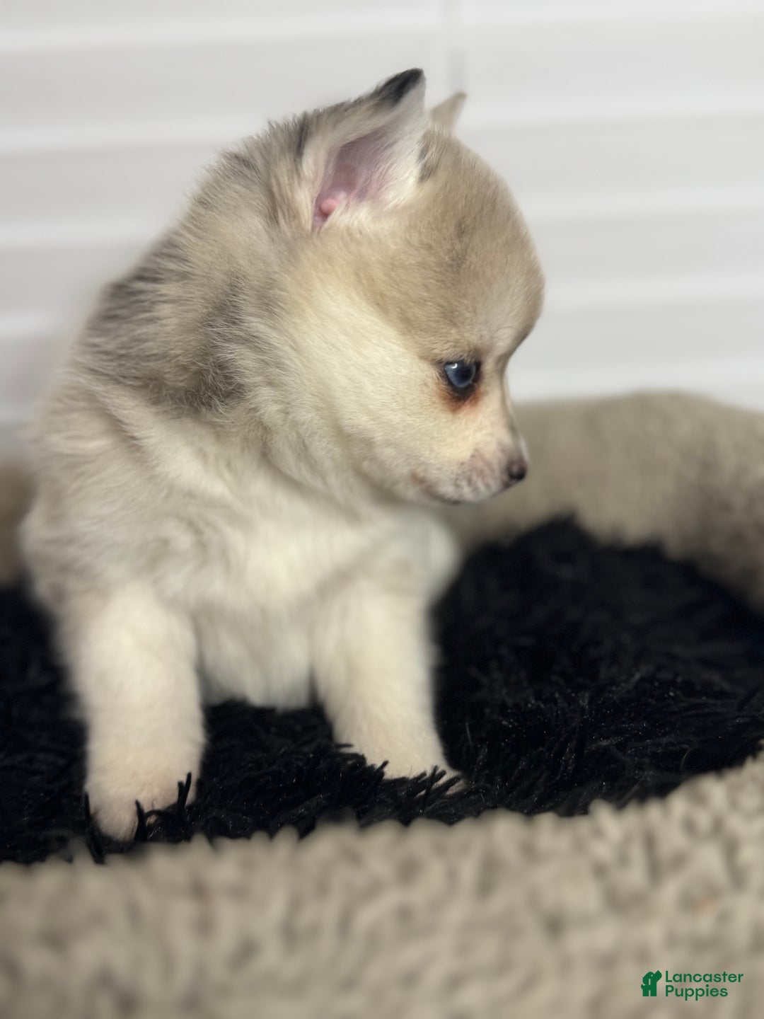 Pomsky dogs for sale: Female light grey multi color - Ad 3