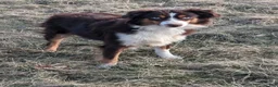 Miniature Australian Shepherd dogs for sale: Captain  - Ad 10