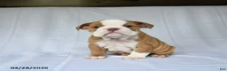 English Bulldog dogs for sale: Hazel - Ad 3