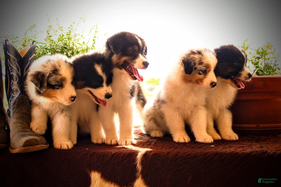 Australian Shepherd dogs for sale: Males - Ad 2