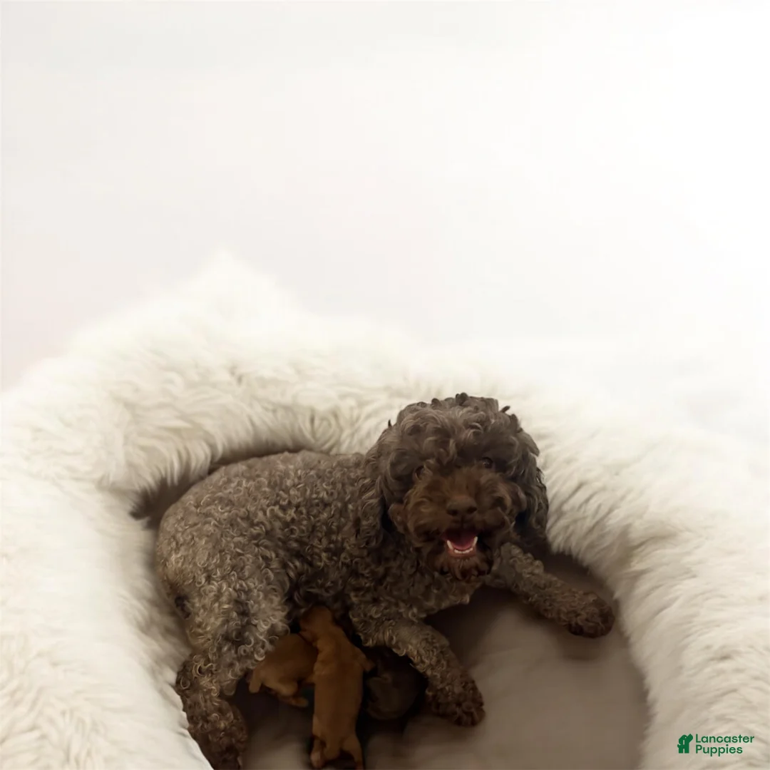 Cavapoo dogs for sale: Dallas - Ad 8