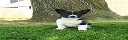 Mixed Breed dogs for sale: Oreo - Ad 3