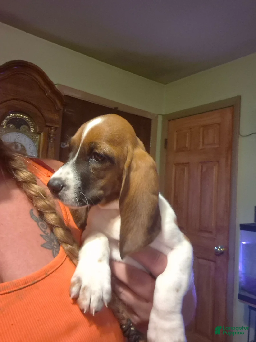 Basset Hound dogs for sale: Basset Hound 1 - Ad 1