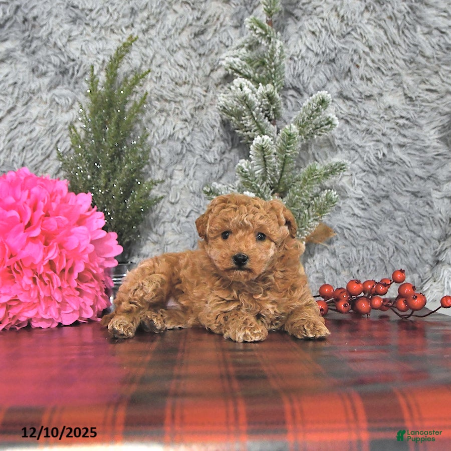 Bichpoo dogs Holly - Ad 1
