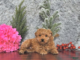 Bichpoo dogs Holly - Ad 2