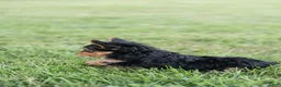 Yorkshire Terrier dogs for sale: Rusty - Ad 3