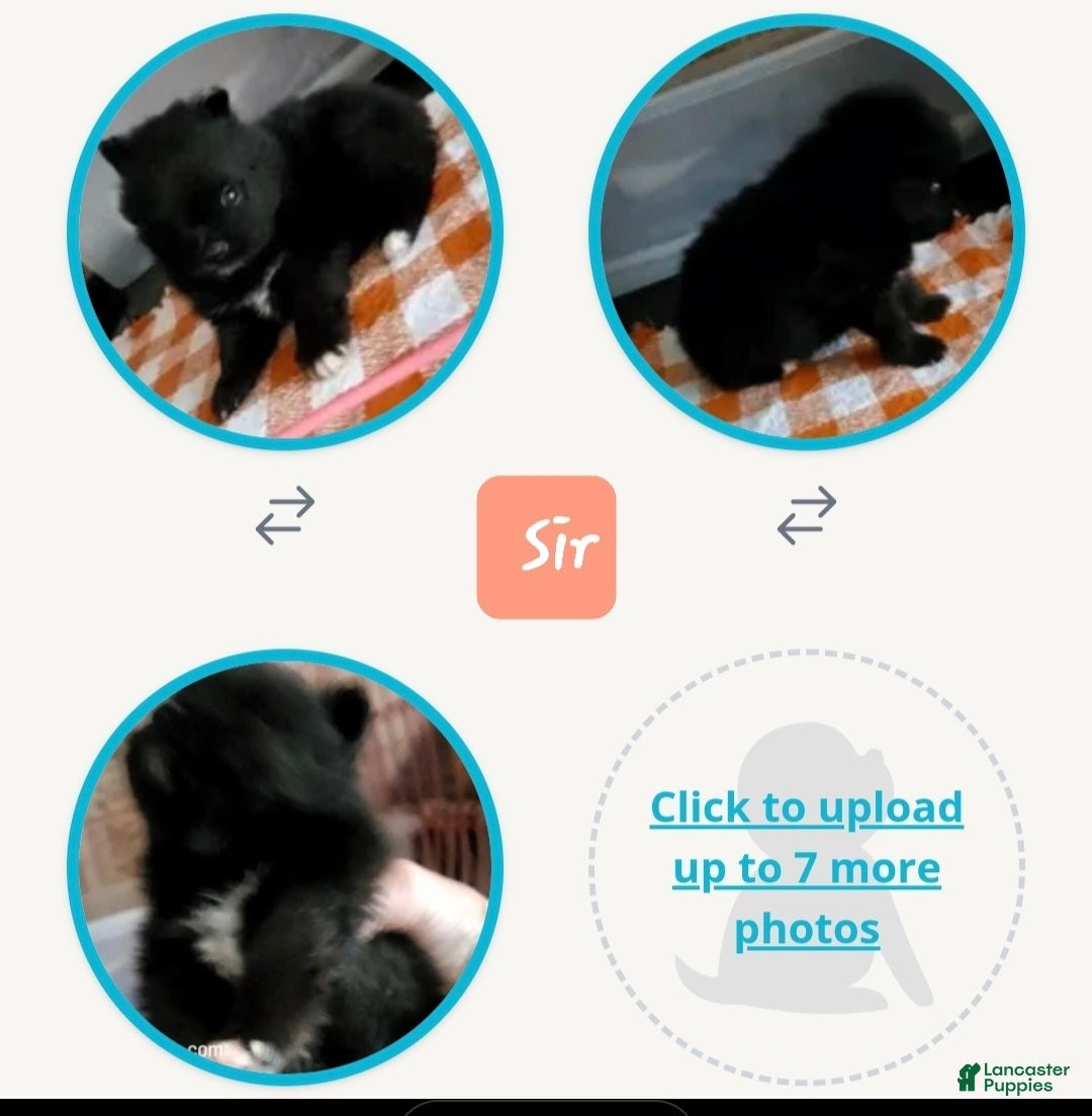 Pomeranian dogs Sir - Ad 8