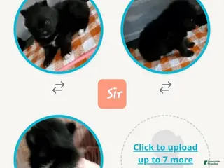 Pomeranian dogs Sir - Ad 8