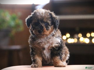 Toy Poodle dogs - Ad 23