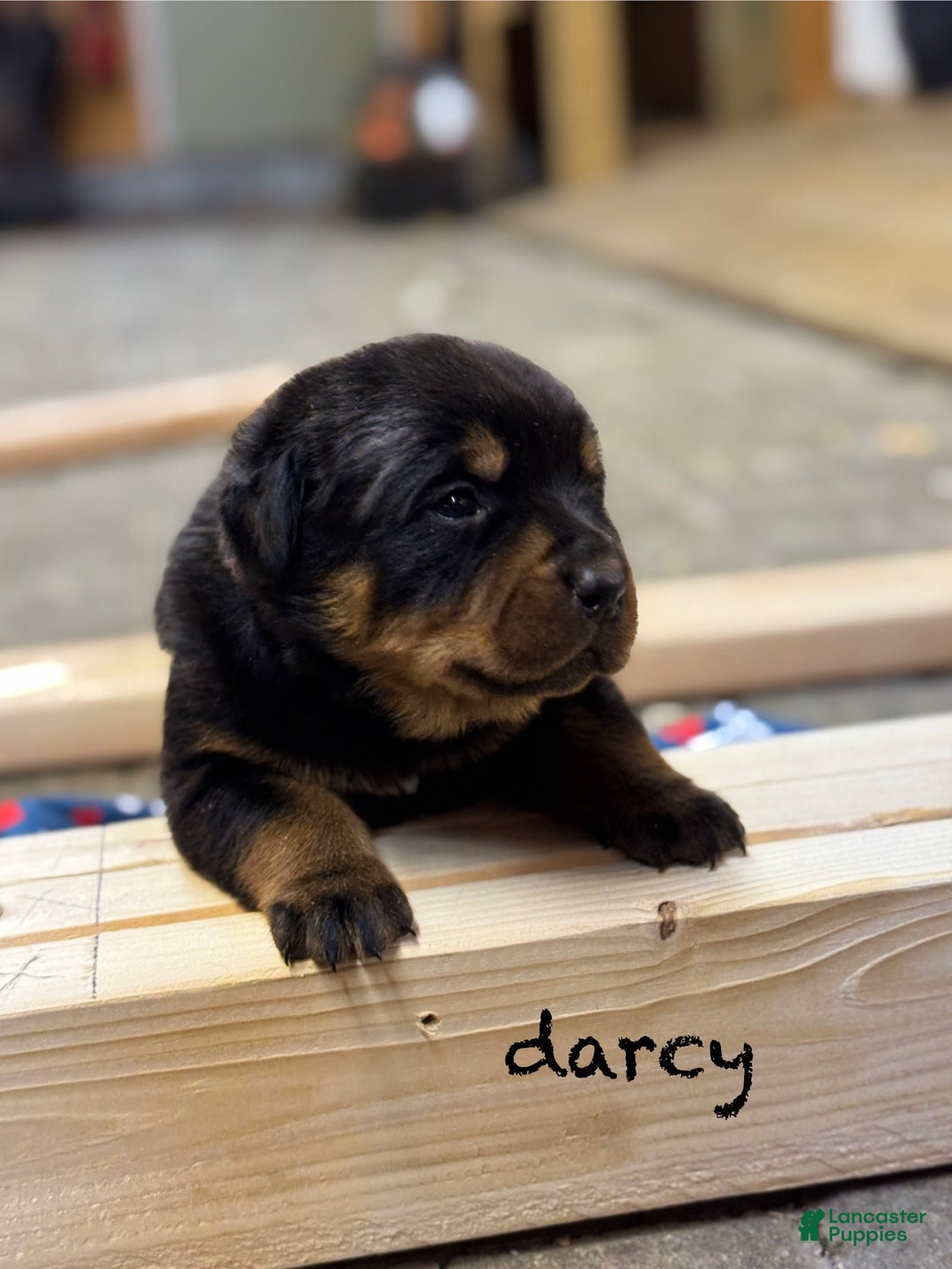 Rottweiler dogs for sale: Darcy (long tail)  - Ad 2