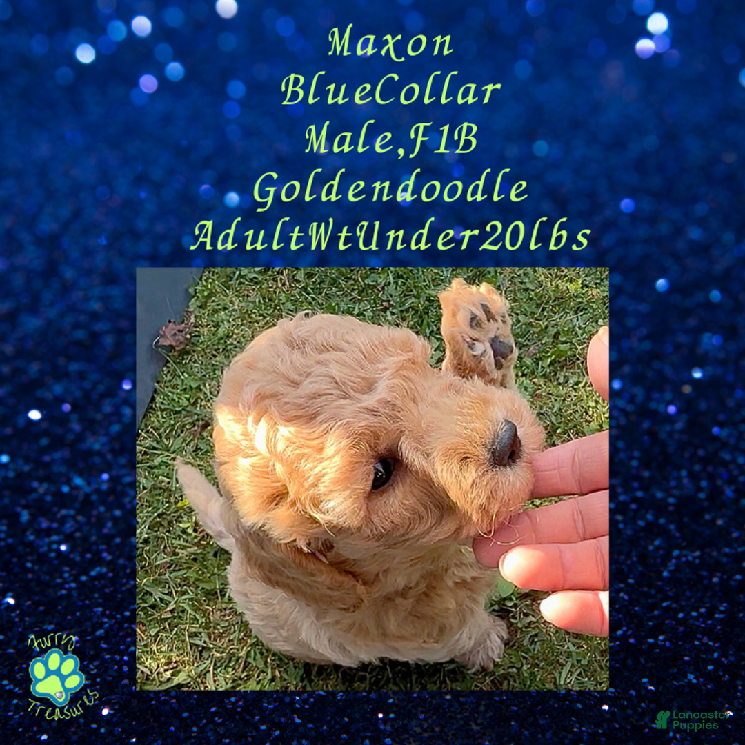 Goldendoodle dogs for sale: Maxon “ Blue Collar” Male - Ad 6