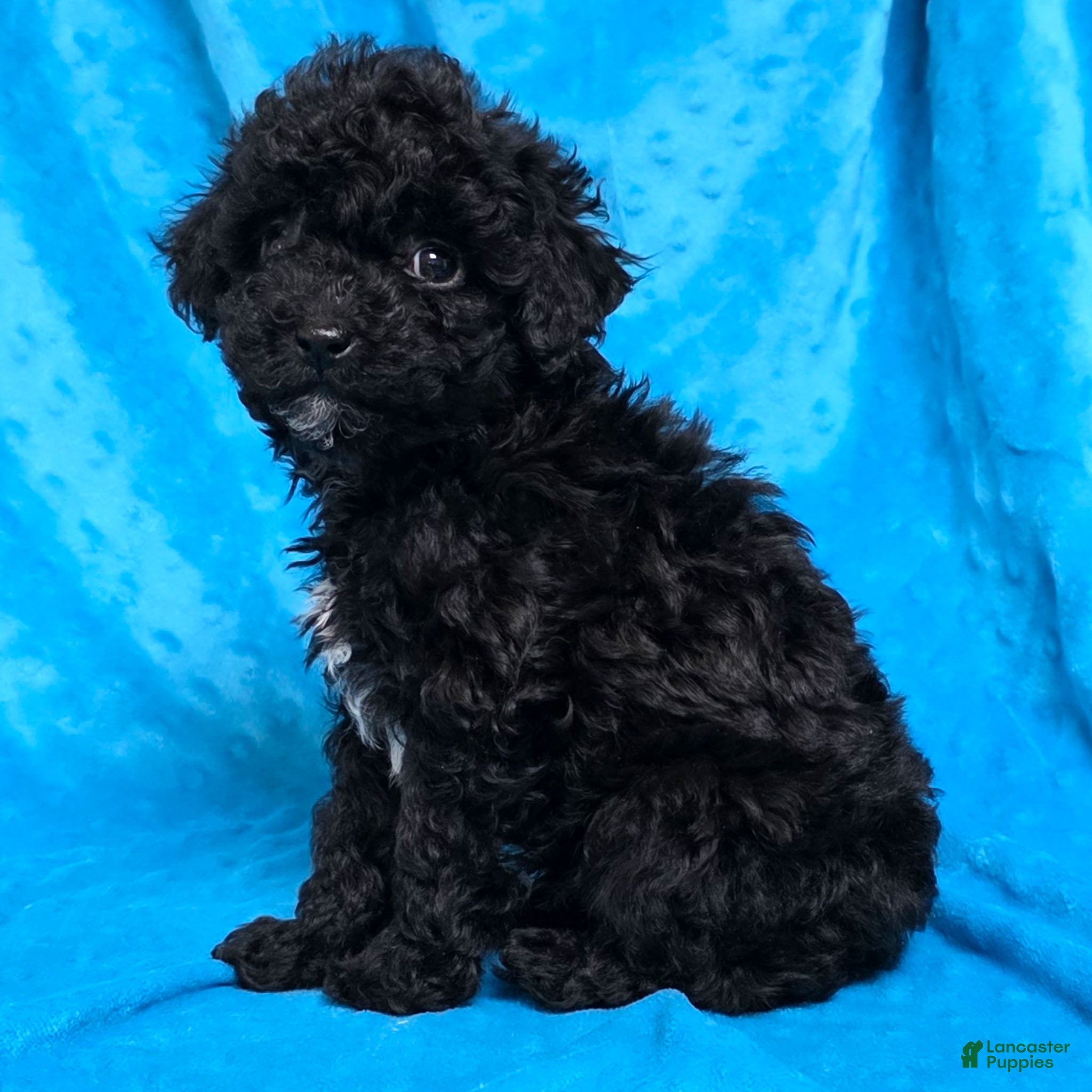 Mixed Breed dogs Dixon - Ad 17