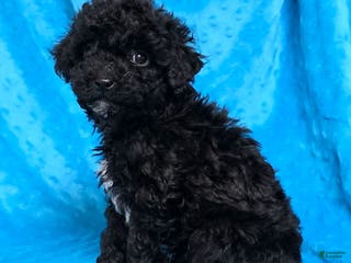 Mixed Breed dogs Dixon - Ad 28