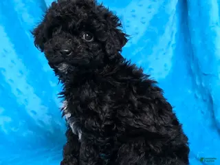 Mixed Breed dogs Dixon - Ad 14