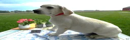 Labrador Retriever dogs for sale: Labrador Retriever 1 Bedford - Ad 3