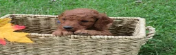 Mini Goldendoodle dogs for sale: Twix - Ad 3