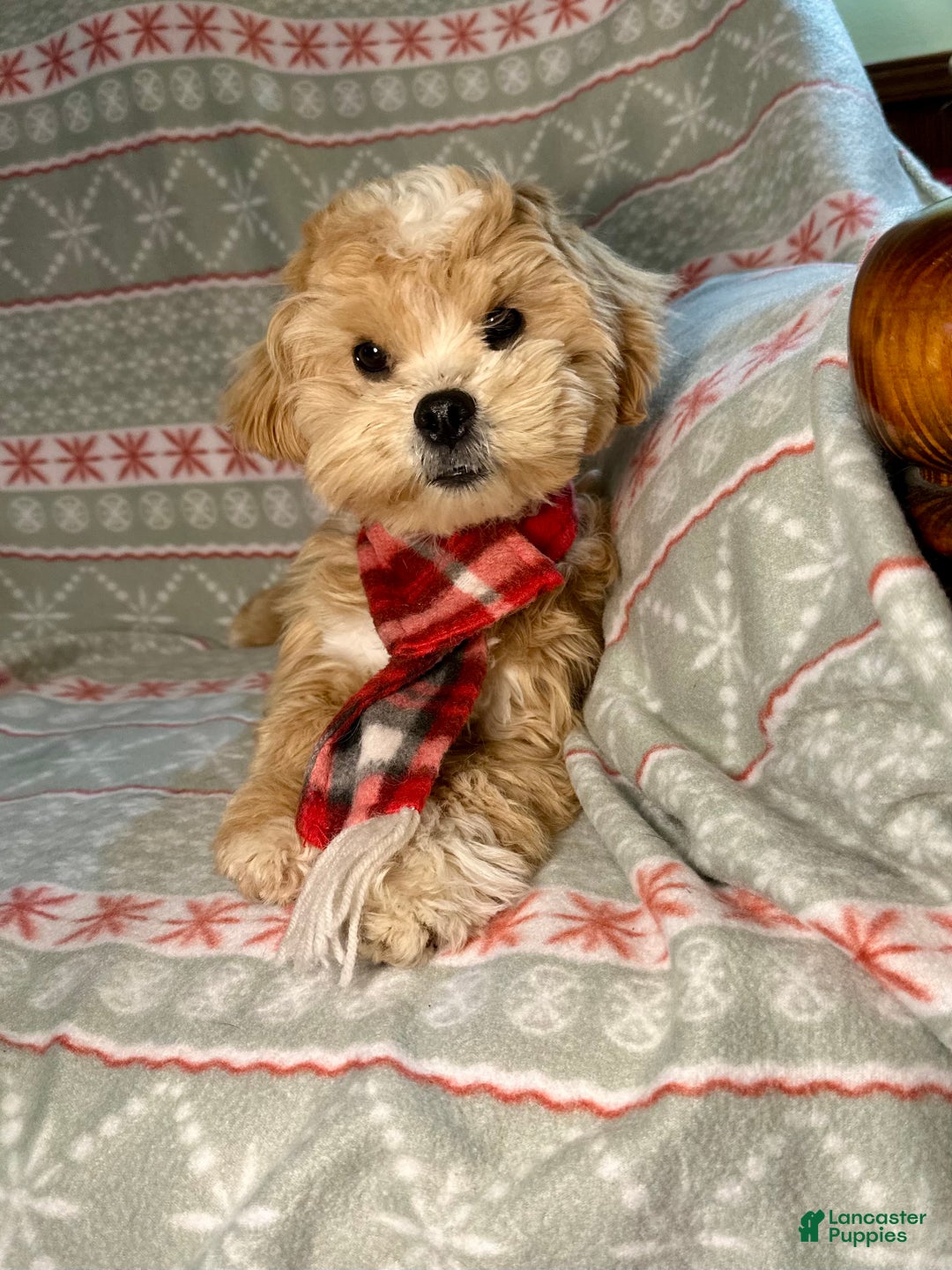 Mixed Breed dogs for sale: Winter - Ad 3