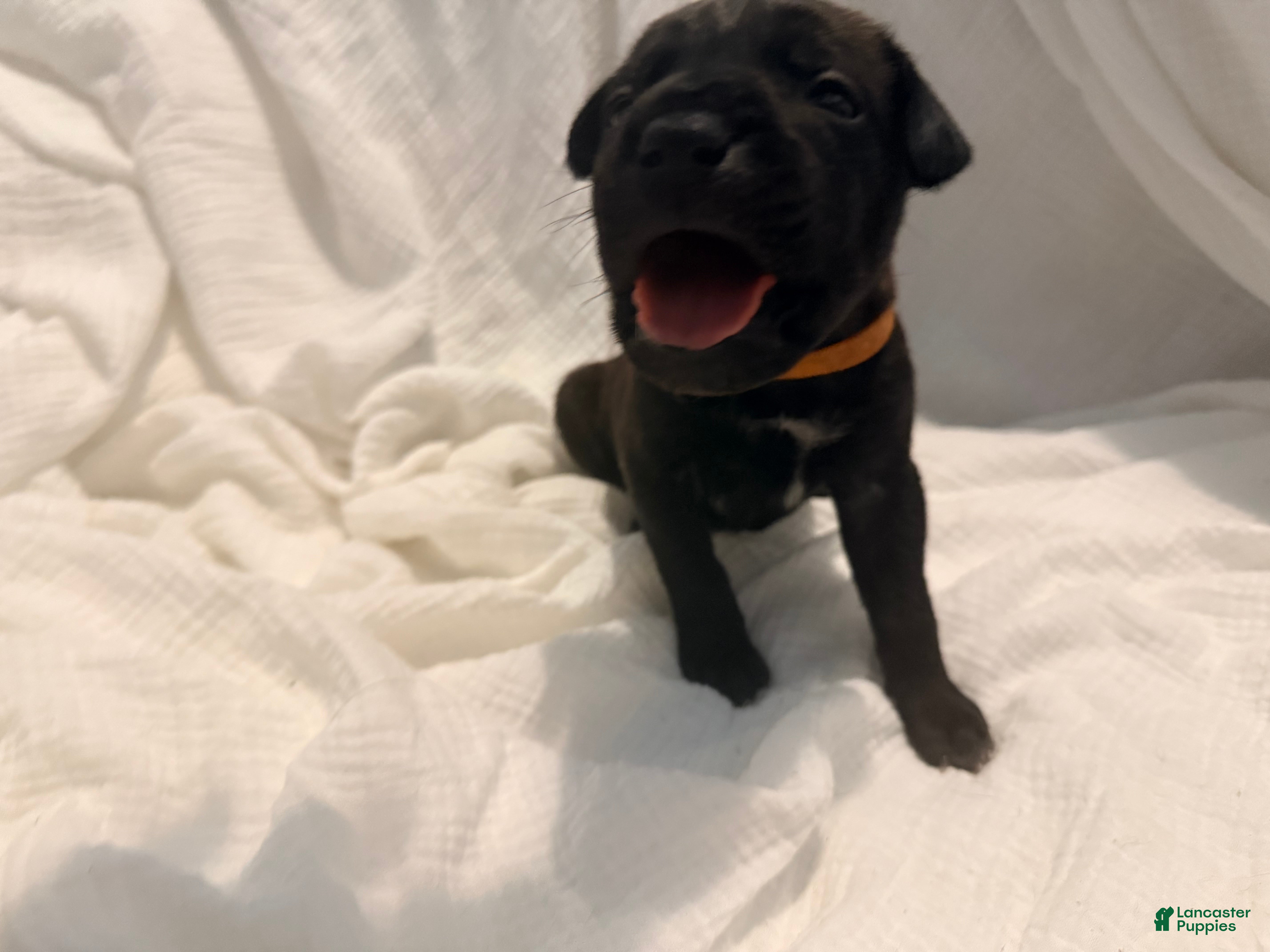 Cane Corso dogs Ketch AKC orange collar - Ad 20