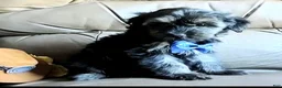 Yorkiepoo dogs for sale: Rocco  - Ad 8