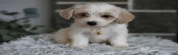 Maltipoo dogs for sale: Cosmo - Ad 3