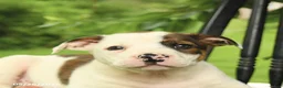 Mixed Breed dogs for sale: Jefferson - Ad 5