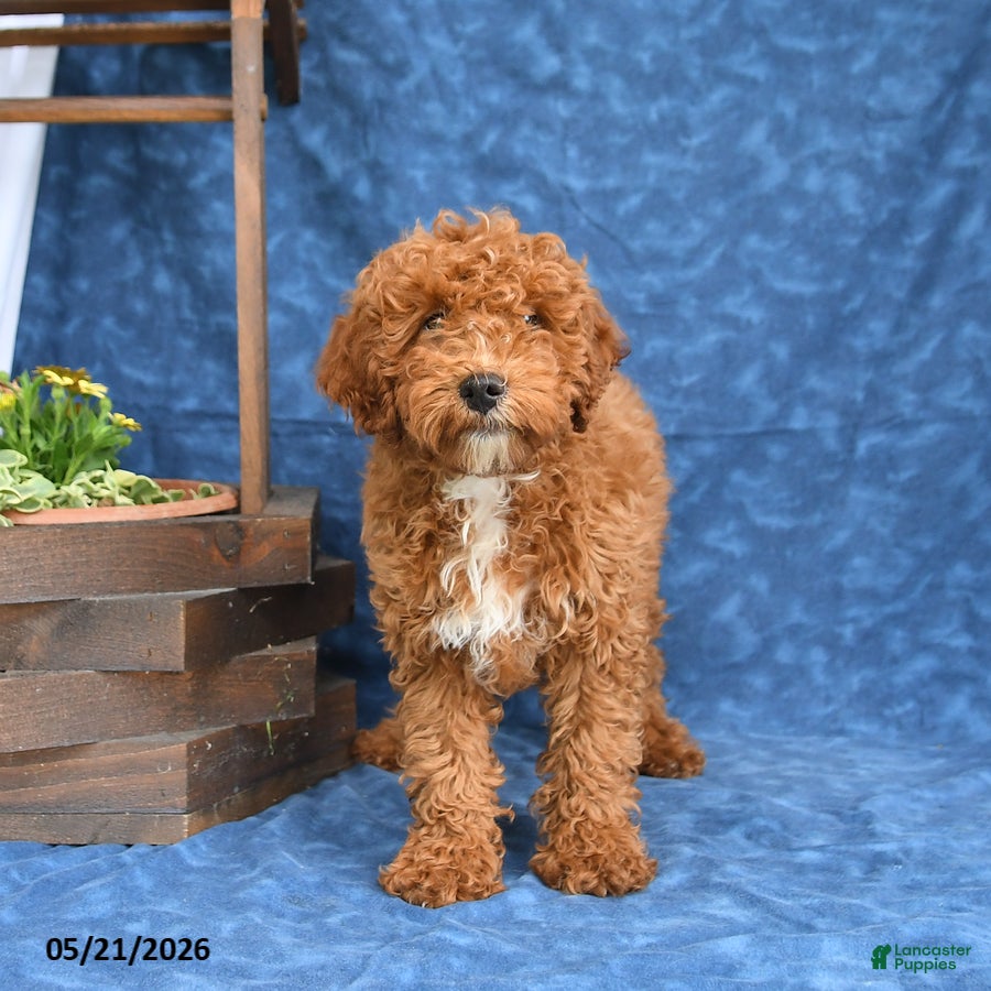 Mini Goldendoodle dogs for sale: Bingo - Ad 4