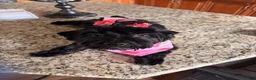 Yorkshire Terrier dogs for sale: Yorkshire Terrier 1 - Ad 2