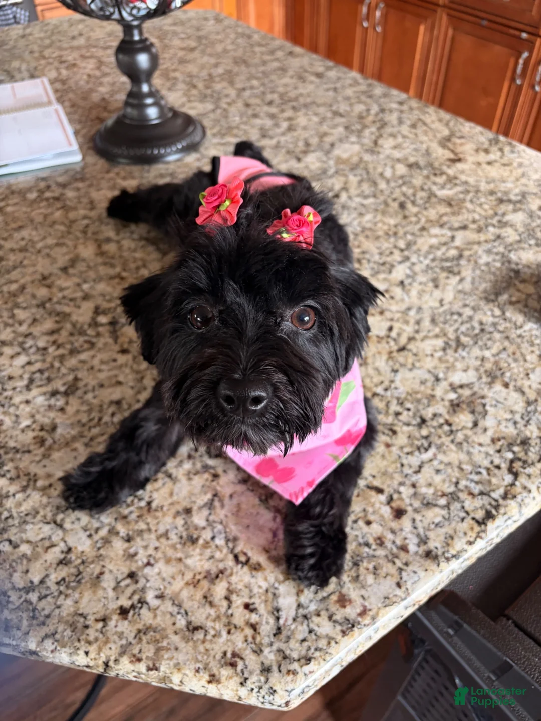 Yorkshire Terrier dogs for sale: Yorkshire Terrier 1 - Ad 2