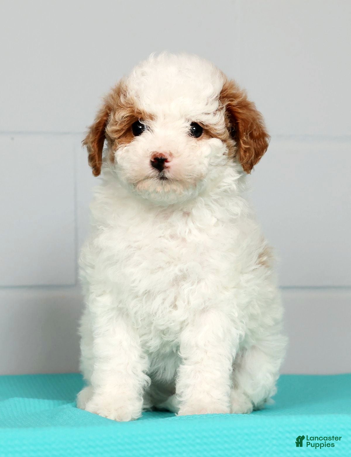 Toy Poodle dogs Misty - Ad 2