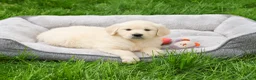 Golden Retriever dogs for sale: Cecily - Ad 3