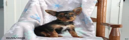 Yorkshire Terrier dogs for sale: Nick  - Ad 3
