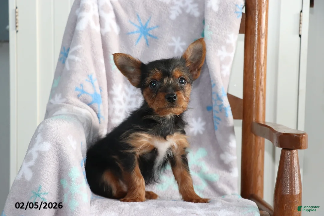 Yorkshire Terrier dogs for sale: Nick  - Ad 3