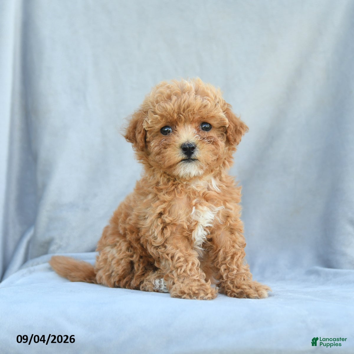 Bichpoo dogs Zoey - Ad 1