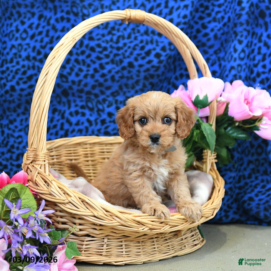 Cavapoo dogs Scout - Ad 2