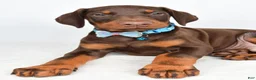 Doberman Pinscher dogs for sale: Hal - Ad 5