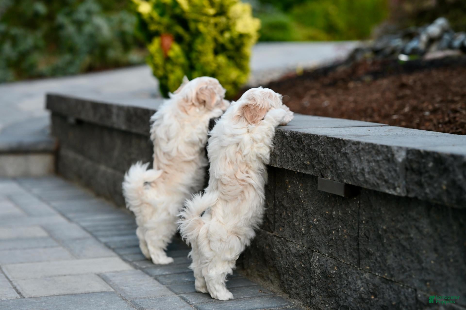 Havanese dogs Oliver - Ad 2
