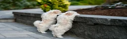Havanese dogs for sale: Thelma - Ad 2