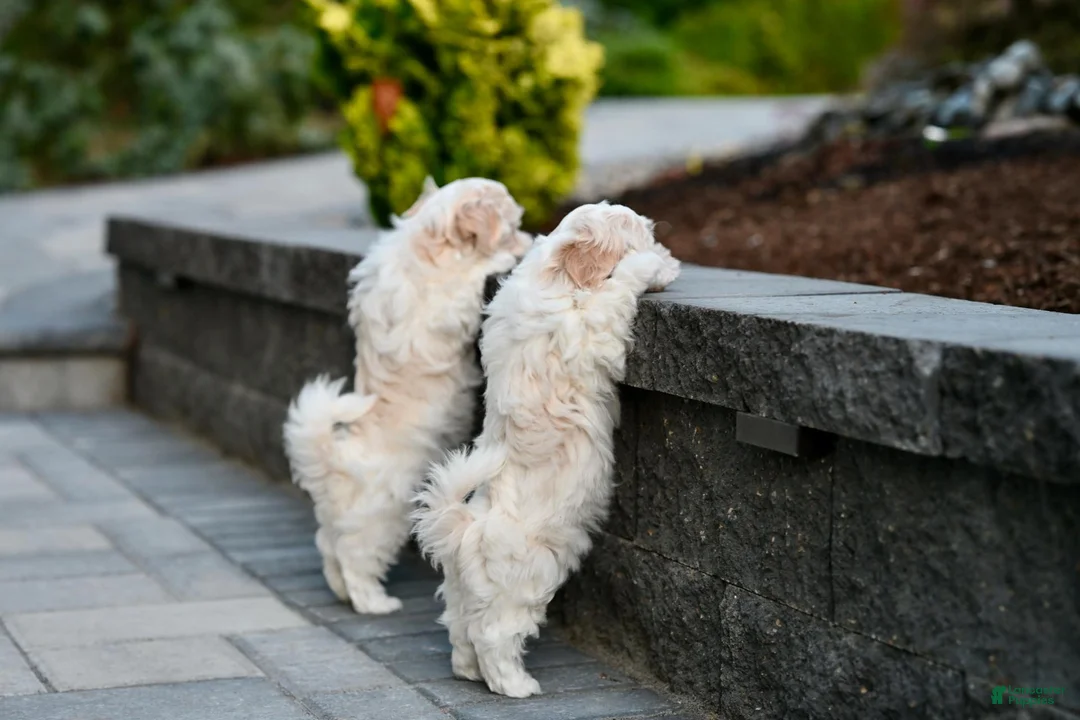 Havanese dogs for sale: Thelma - Ad 2