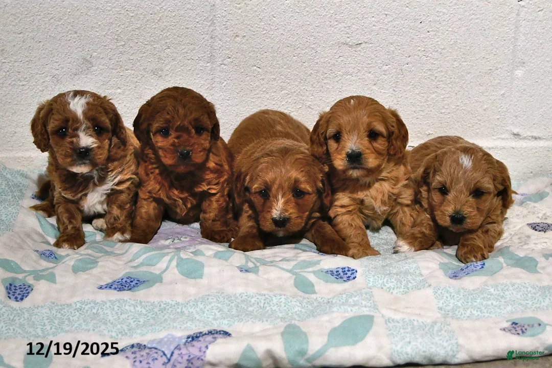 Cavapoo dogs for sale: Cookie - Ad 6