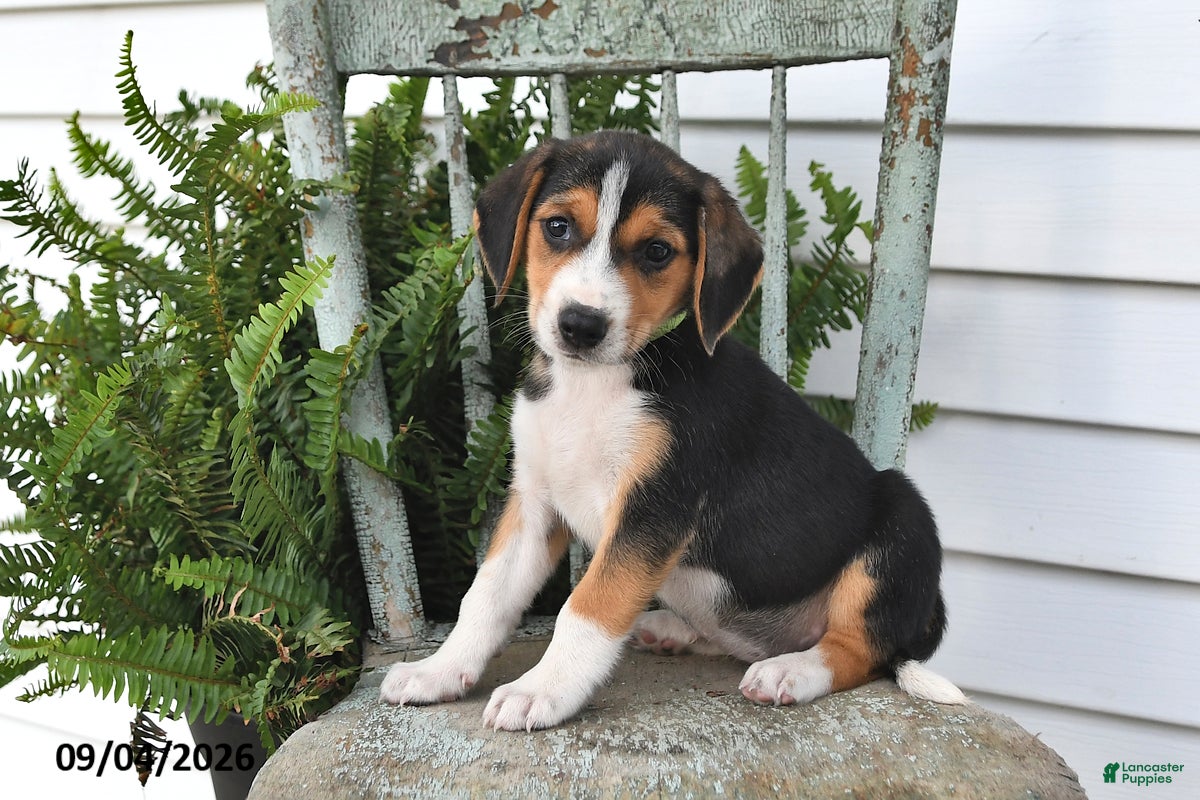 Beagle dogs Rosie - Ad 2