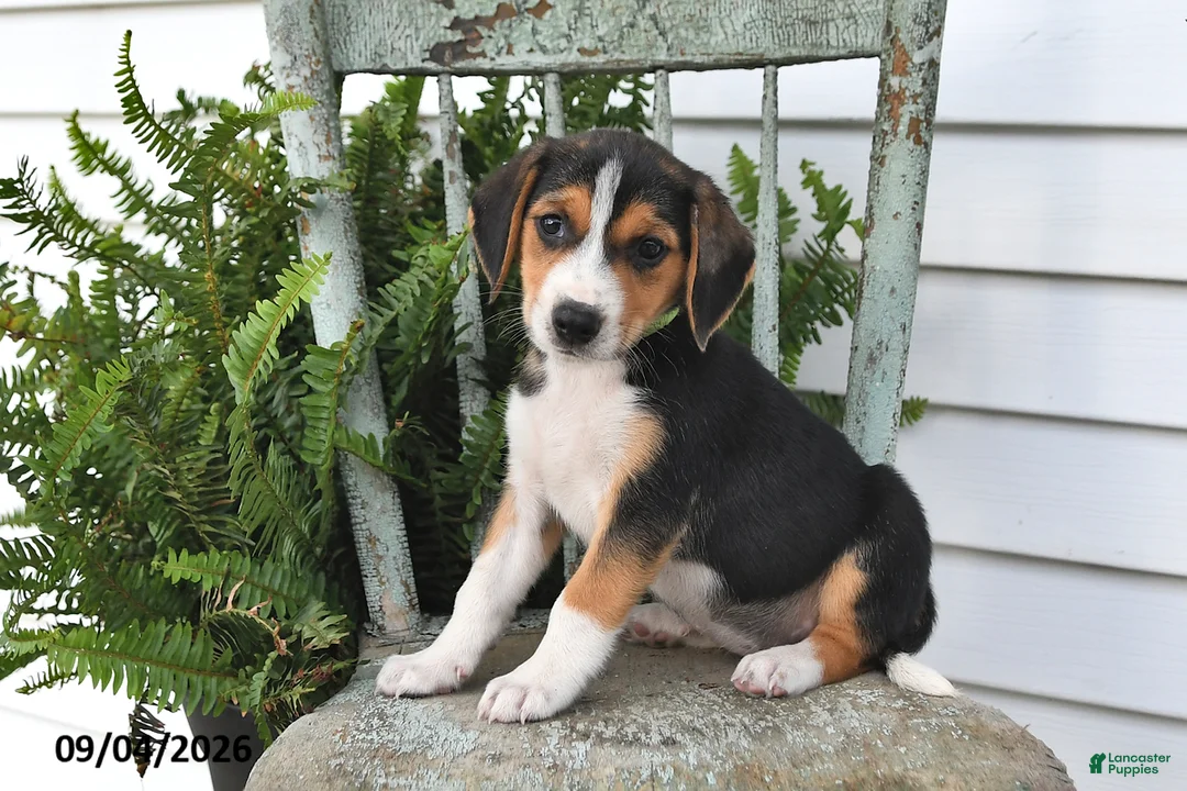 Beagle dogs for sale: Rosie - Ad 2
