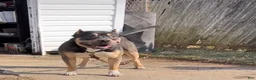 American Bully dogs for sale: American Bully Puppy 2 - Ad 7