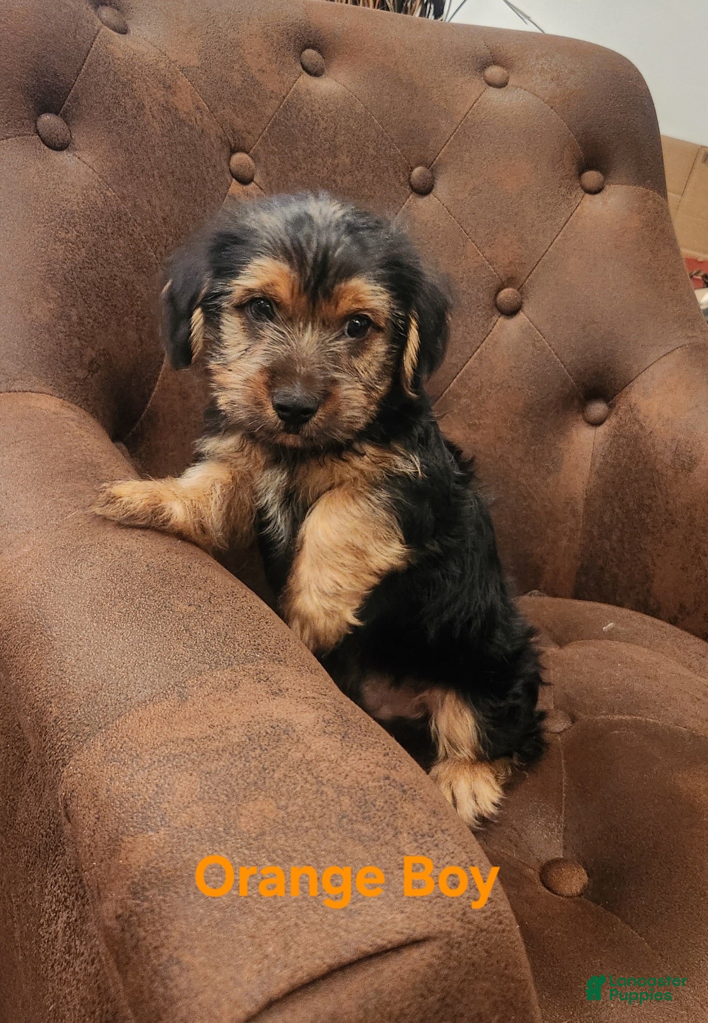 Shorkie dogs Shorkie 1 - Ad 1
