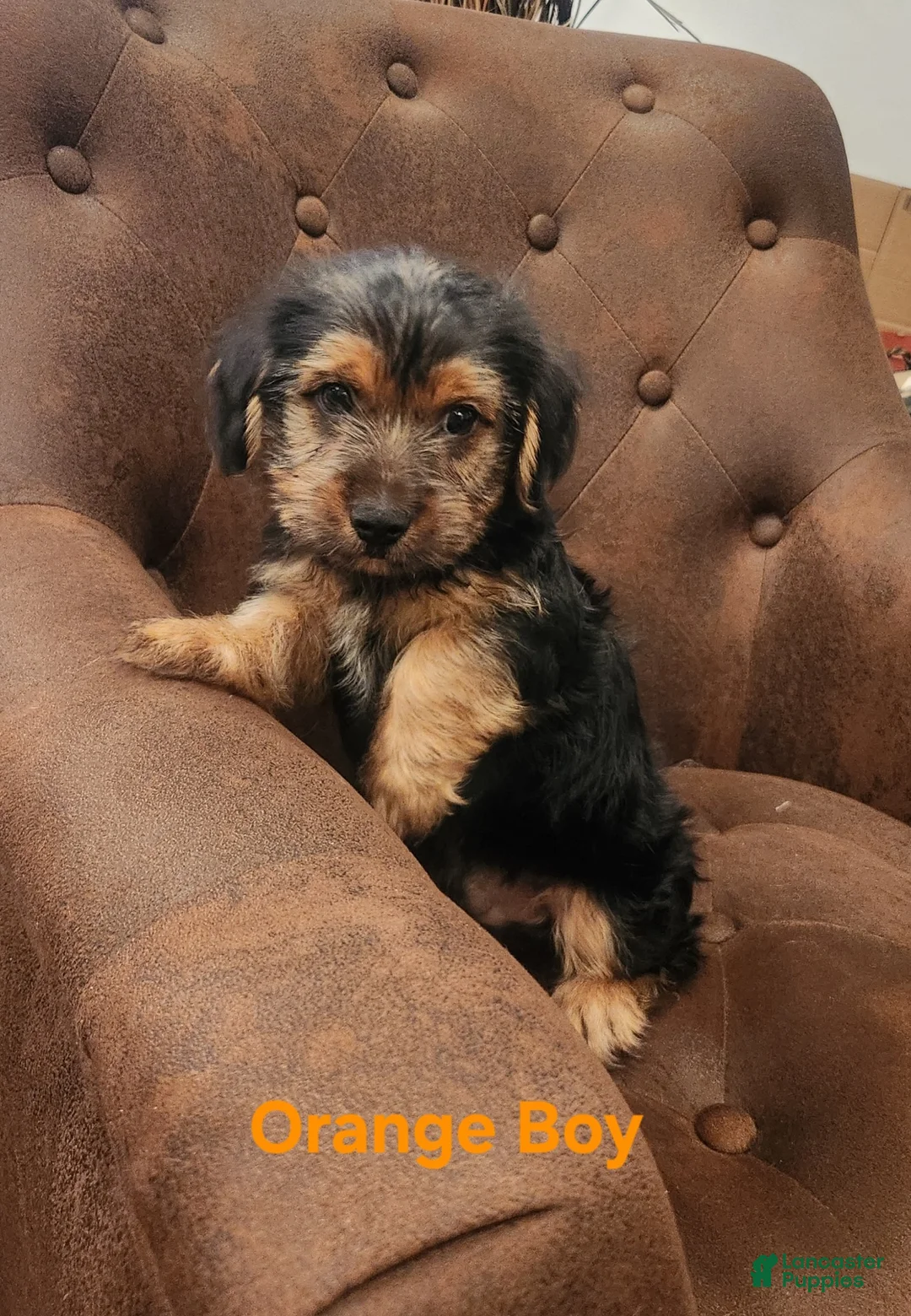 Shorkie dogs for sale: Shorkie 1 - Ad 1