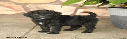 Double Doodle dogs for sale: Blackie - Ad 2