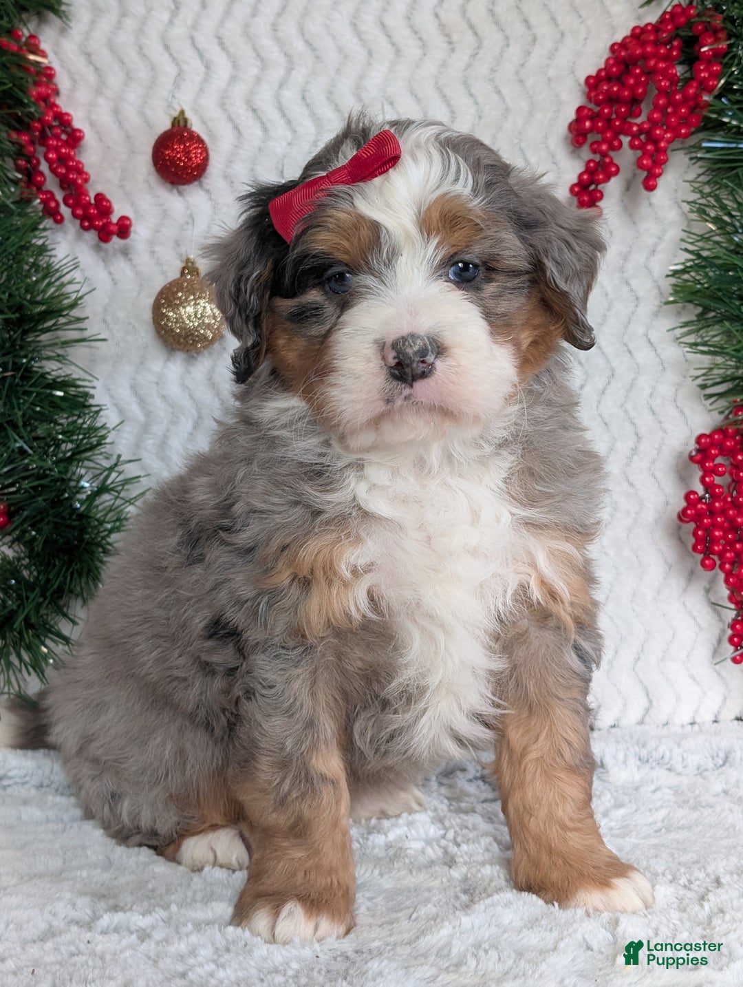 Mini Bernedoodle dogs for sale: Mini Hayes - Ad 17