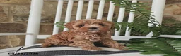 Cavapoo dogs for sale: Leo - Ad 3