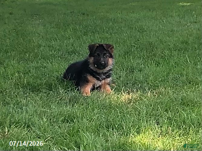 German Shepherd dogs Britt - Ad 2