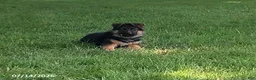 German Shepherd dogs for sale: Britt - Ad 2